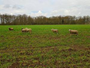  Sheepskins - Holland - holland-sheepskins2-6-1024x768